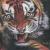 Tigertiger von MaJa
