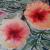 Hibiskus Blüte in Gran Canaria von Mea Meike Dörschuck
