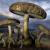 Pilze in der Abenddämmerung / Mushrooms in the Dusk von robolotion