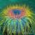 Seeanemone / Sea Anemone von robolotion