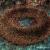 Stachelring / Sting Torus von robolotion