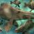 Urzeitfische / Prehistoric Fish von robolotion