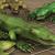 Primitive Raubechsen / Primitive Carnivorous Lizards von robolotion
