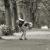 Smashing Mosquito I (snapshot - zoom) von Bela Manson