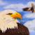 The Eagle von ropo13