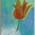 Tulpe mit Flower Wurzel von Eulenfrau