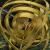 Goldener Navigator / Golden Navigator von robolotion