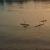 4 boote von SK