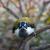 Angry Bird von Bronson