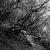 Grown 'Per BW' von Bronson
