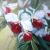 Orchideen von S.Ril