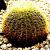 Cactus von Bronson
