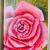 Rote Rose von