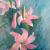 Lilien von S.Ril