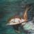 Delfin von