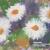 Margaritten wahrsch. Aquarell oder Deckfarben 140x90mm (BB) von