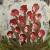 BEAUTIES. von RoMana