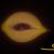 onion eye von SK