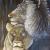 Lions von Rene VanHoge