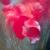 Mohnblumen von S.Ril