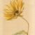 Sonnenblume von Kurt Merk