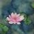 Seerose 1 von