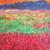 Natur, 30x40cm von Soul72