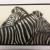 Zebras von