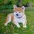 Akita Inu von Kai-Uwe Lettau