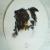 Hundeportrait von airbrushportraits