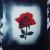 Rose von