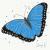 Blauer Morphofalter von WACHtraum