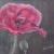 Mohn von Clementine