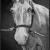 Pferd von