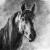 Pferd von
