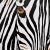 Zebra 1 von