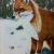 Fuchs im Winterpelz von