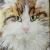 Kater Charly von Hazethoermann