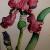 Irisblüte, Iris von Mea Meike Dörschuck