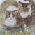 2katzen von Hazethoermann