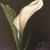 Calla von