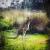 australian nature von