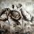 Mohnblumen von
