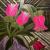 Blume von Conzelita Cerezuela