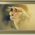 Katzenportrait von V. Sinitsa