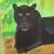 Schwarzer Panther von