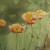 Mohnblumen 2 von