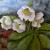 Christ-, Schneerose von GH