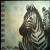 Zebra von