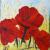 Roter Mohn im Kornfeld von